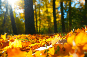 Fall Furnace Maintenance Can Save Time and Money Down the Road