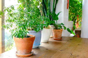 Houseplants Can Give You Cleaner Air | Mathews CCAC