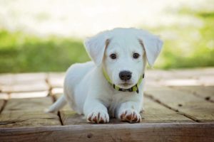Stay at Home Pets: Best Temperature Settings for the Fall
