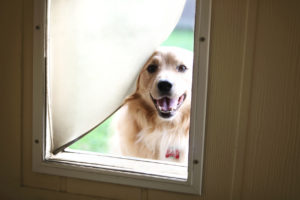 Do Pet Doors Affect Energy Bills?