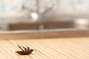 How to Use Your HVAC for Bug Removal